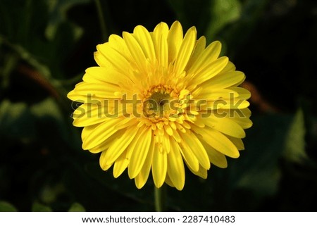 Yellow Daisy Flower (Barberton) Yellow Background Picture. 