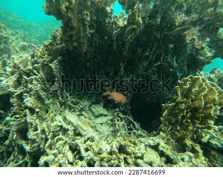 a picture of a fish that is among the corals