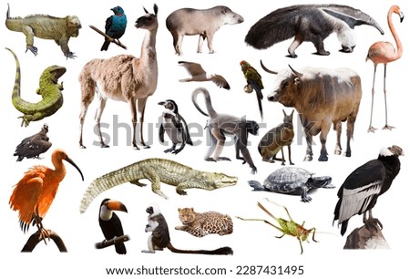 Set of South American animals. Isolated over white background Royalty-Free Stock Photo #2287431495