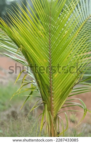Coconut tree seeds with young green leaves