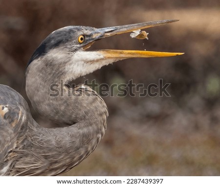 Great Blue Heron searching and catching a meal