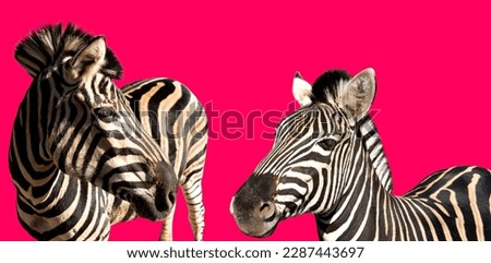 Zebra portraits on a pink background. Black and white zebras look at each other. Place for text