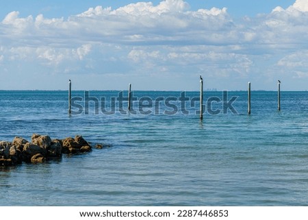 Pelicans and Seagulls sit perched on anchored posts along the shore of the Florida Gulf.