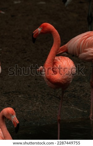 The American flamingos (Phoenicopterus ruber), isolated on black background of the pond. Large species of flamingo also known as the Caribbean flamingo