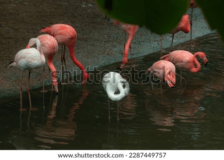 Greater Flamingo Phoenicopterus roseus on the water, Parc Naturel Regional de Camargue, Camargue, France