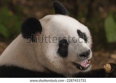 Cute Giant panda eating bamboo - soft focus