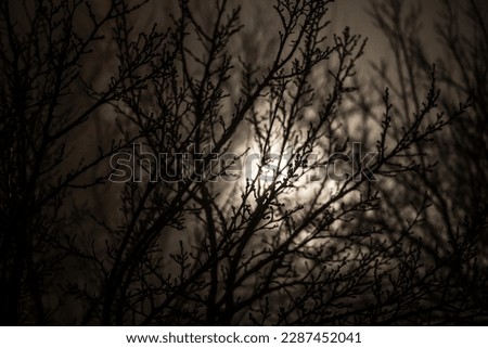 Misty dark forest with thorny tree branches and fog. Misty night in forest during spring time.