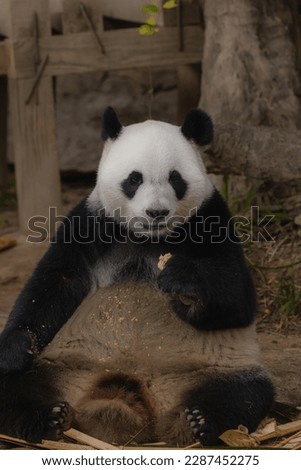 Panda eating bamboo sitting on its back in Chengdu Research Base of Giant Panda Breeding, China.