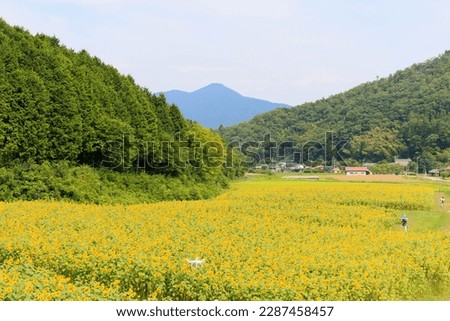 Sunflower carpet "Hyogo Prefecture Sunflower Festival"