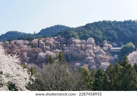 Scenery of Nakanosenbon cherry blossoms in full bloom in the blue sky background at Mt. Yoshino, Nara pref.