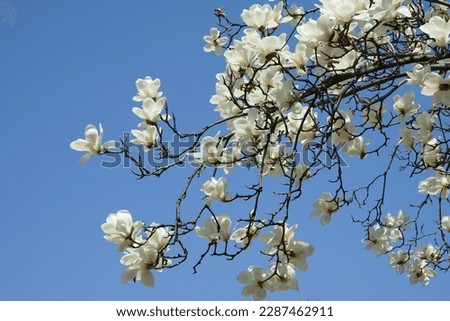 Beautiful white magnolia flower  with blue sky in thr yard