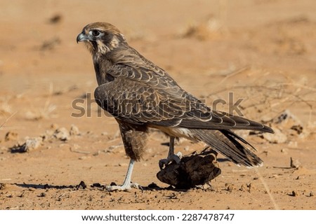 Brown Falcon in Queensland Australia