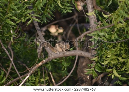 Squirrel sitting in the branch of the tree
