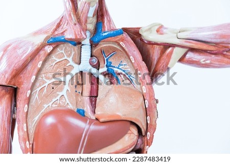 Anatomy human body model inthe class room on white background.Part of human body model with organ system.Human muscle model.Medical education concept. Royalty-Free Stock Photo #2287483419
