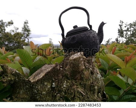 teapots are silent witnesses of the sweat of freelance farmers, guava nurseries