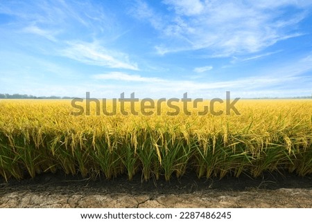 Golden paddy rice field before harvesting. Royalty-Free Stock Photo #2287486245