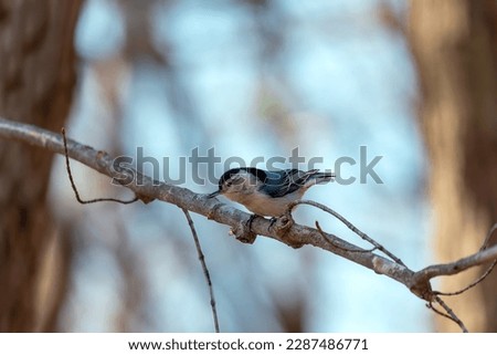 The white-breasted nuthatch (Sitta carolinensis) during spring courtship