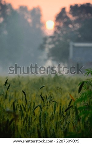 Green Grass and sunset beautiful view