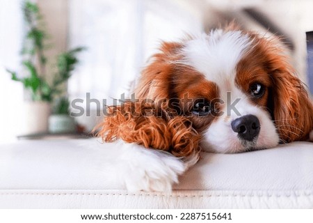 Portrait of a beloved puppy Cavalier King Charles Spaniel at home. Animal emotions,  pets. Royalty-Free Stock Photo #2287515641