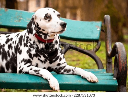 A beautiful Dalmatian dog is lying on a bench against the background of a green park. The dog is eight years old, he looks to the side. The photo is blurred. High quality photo