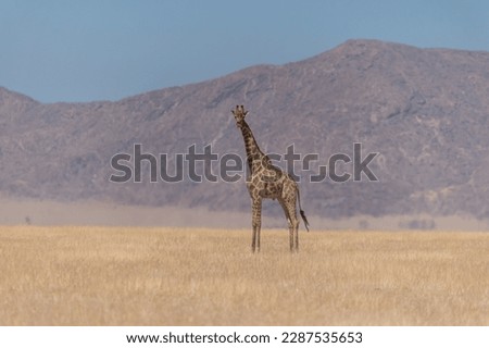 Giraffe in the wild African savanna with mountains in the background