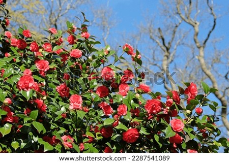 Camellia japonica 'Lady Campbell' in flower Royalty-Free Stock Photo #2287541089