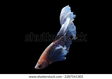 Betta fish, siamese fighting fish, betta splendens isolated on black background, fish on black background, fish fighting, Multi color Siamese fighting,