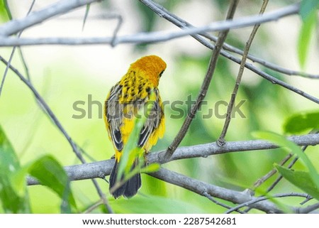 The Asian golden weaver on a branch in nature