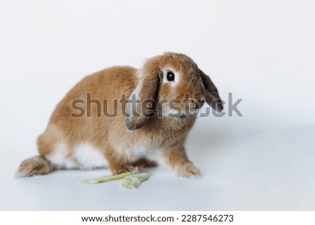 funny red rabbit with its ears down isolated on white background. High quality photo