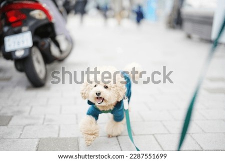 Poodles and dogs taking a walk in the city