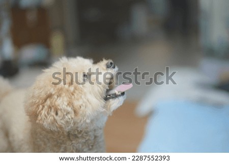 Portrait of a cute poodle at home, during the day, indoors.