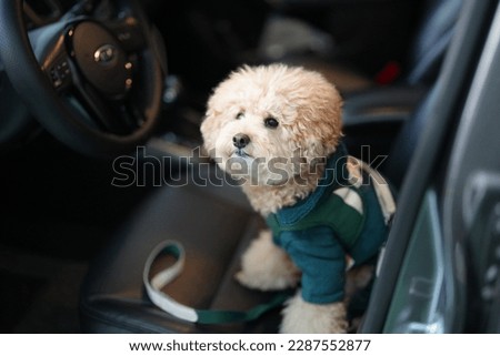 Cute poodle puppy waiting for a walk in the car