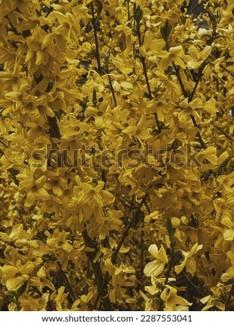 Closeup of beautiful yellow flowers. Flower background