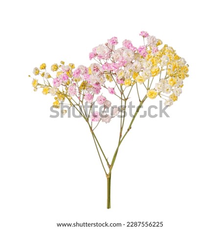 Beautiful colorful gypsophila flowers on white background Royalty-Free Stock Photo #2287556225