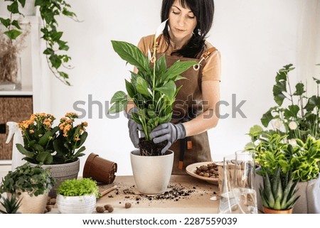 Woman home gardener transplanting white peace lily, spathiphyllum in flowerpot working at workshop. Spring time. Stylish interior with a lot of plants. Taking care of home plants, blogging concept