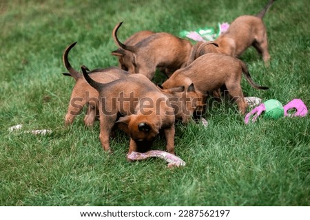 Belgian Shepherd Malinois puppies. Dog litter. Working dog kennel. Cute little puppies playing outdoor Royalty-Free Stock Photo #2287562197
