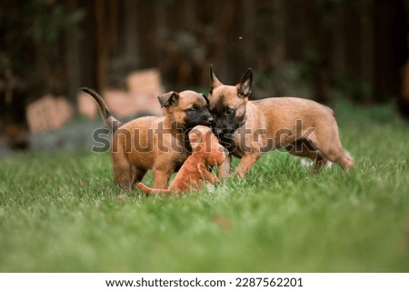 Belgian Shepherd Malinois puppies. Dog litter. Working dog kennel. Cute little puppies playing outdoor Royalty-Free Stock Photo #2287562201