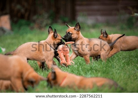 Belgian Shepherd Malinois puppies. Dog litter. Working dog kennel. Cute little puppies playing outdoor Royalty-Free Stock Photo #2287562211