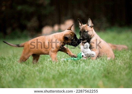 Belgian Shepherd Malinois puppies. Dog litter. Working dog kennel. Cute little puppies playing outdoor Royalty-Free Stock Photo #2287562255