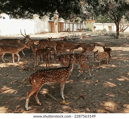 Beautiful Deer pic . It's a picture of a group a deer in the zoo .
