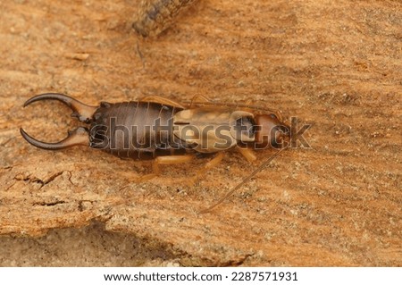 Natural detailed full body closeup on the European earwig , Forficula auricularia, on the bark of a tree