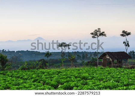Indonesian Scenery View with mountains And Sunrise Sky In The Morning In A Small Village Cabbage Field.