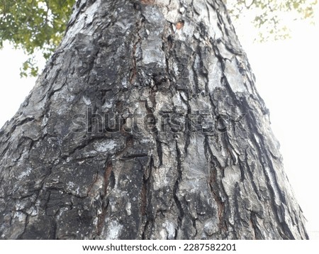 Big tree bark texture with cracks