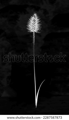 Close-up and black and white of a pearl millet flower with stem and leaf against black background, South Korea
