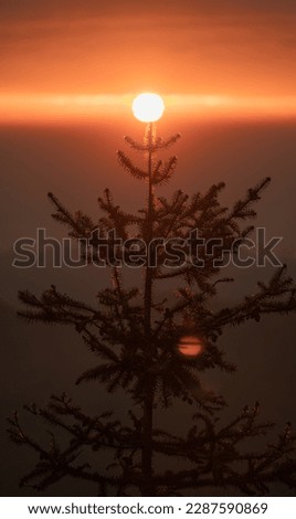 a tranquil close up photo of the silhouette of the top tip of a pine tree in the foreground against the burning sunset touching the tip of the tree in the background
