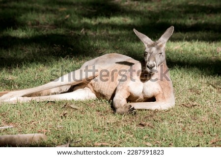 the red kangaroo is resting on the grass