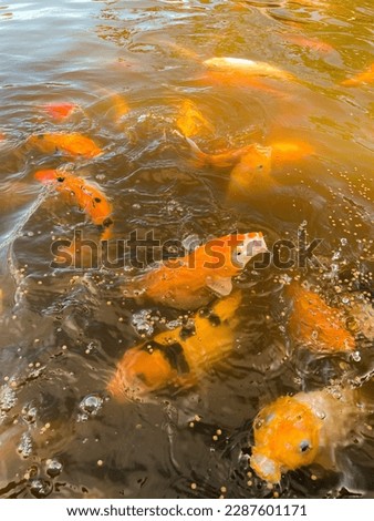 Koi Fish - Japanese Koi swim in the pond while eating pellets