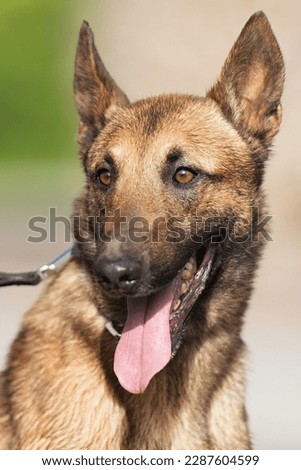 Portrait of Belgian Malinois dog , long ears and brown hair, open mouth, pink tongue, white teeth, blurry green background, summer day in a park