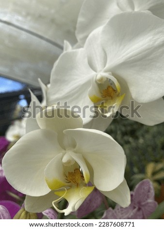 Close up on a branch of blooming white Phalenopsis amabilis or known as moon orchid at summer in Jakarta, Indonesia. Macro images of orchid flower