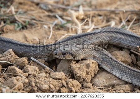 Snake walking through the fields of Alpuente (Valencia-Spain)